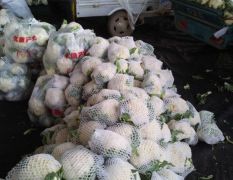 大量供应四季新鲜蔬菜，郯城县红花镇白菜花