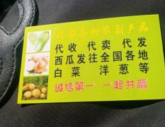 黑龙江省齐齐哈尔梅韩国黄心白菜