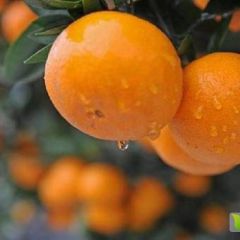 供应代办南丰本地早熟金秋沙糖桔10月上市