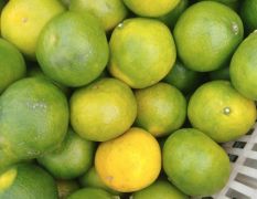 湖北当阳特早蜜橘