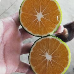 特早蜜桔，果型，果面，个头，一流