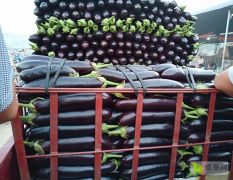 沂南黑金刚青把茄子大量上市了！