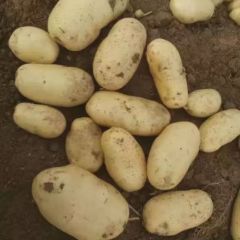 平邑 郑尚青薯业