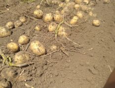 吉林省扶余市杠三七土豆个大黄壤