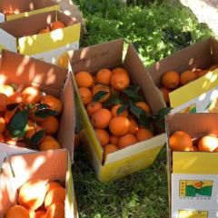 奉节县草堂脐橙采摘园/时间/地点/路线