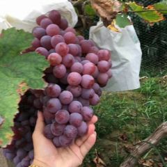 陕西优质红提葡萄基地招商