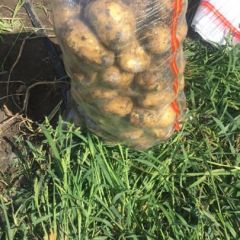 黑龙江尤金885大量上市