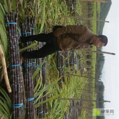 广东省清远市黑皮甘蔗基地直销