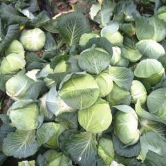 湖北省潘家湾蔬菜基地奥奇娜甘蓝上市