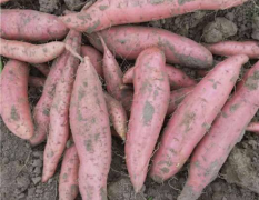 安次烟薯系列基地种植无公害。适合各种地瓜坊。现货
