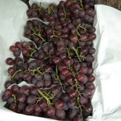 乐亭巨峰葡萄大量上市了