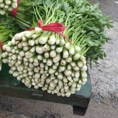 禹城中小棵芹菜大量上市