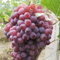 陕西红提葡萄批发价格