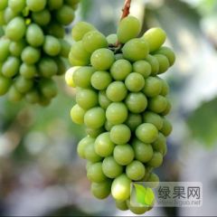 阳光玫瑰葡萄批发价格