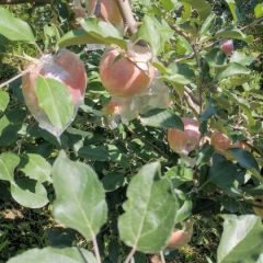 山西运城临猗县早熟富士苹果