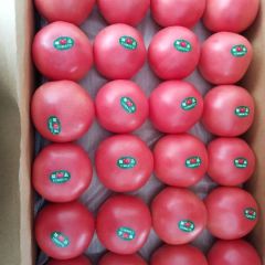 硬粉西红柿大量上市