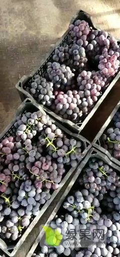 河北张家口巨峰葡萄9月份上市中
