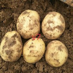 大量优质土豆上市 农民自己的 土豆基地的