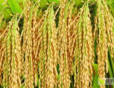 白城洮北区各品种水稻开始销售