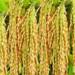 白城洮北区各品种水稻开始销售