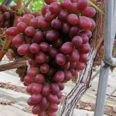 西昌市克伦生等你来采