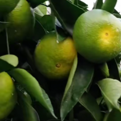 早熟蜜橘大量上市，需要的联系