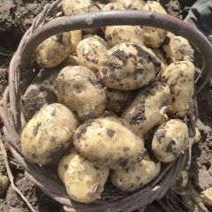 2020新土豆上市质量好