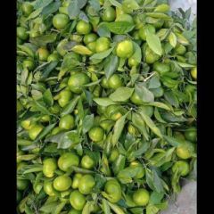 四川甘橘特早上市了