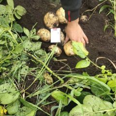 内蒙古牙克石市大量批发土豆