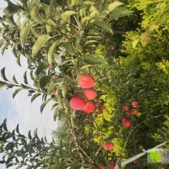 临朐县精品水果富硒红即日起开园