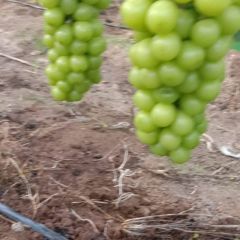 阳光玫瑰果农直销