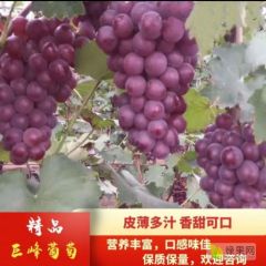 供应优质套袋巨峰葡萄，串大粒大口感好，果面干净，产地直销