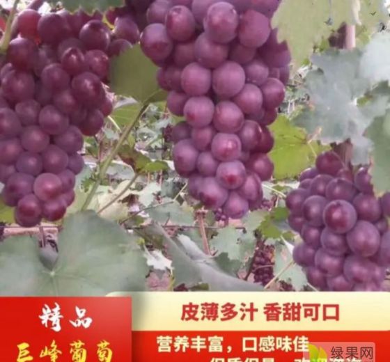 2019年河北卢龙巨峰葡萄价格