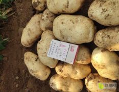 武川土豆红土地优质土豆大量上市226希森斯凡特，内蒙土豆，内蒙古土豆