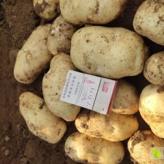 武川土豆红土地优质土豆大量上市226希森斯凡特，内蒙土豆，内蒙古土豆