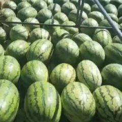 内蒙古通辽沙地瓜，双红瓤糖度13/口感沙甜耐运输