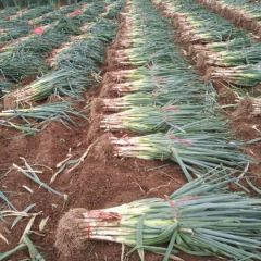 翼城县长白大葱毛葱临汾