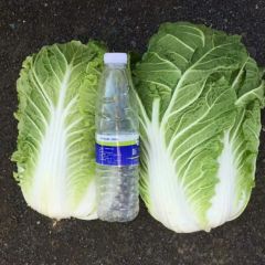 辽宁白菜代办代收-辽宁白菜批发最新价格