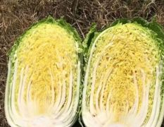 辽宁白菜代收代发-辽宁黄心白菜代办、辽宁白菜价格