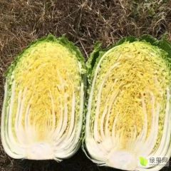 辽宁白菜代收代发-辽宁黄心白菜代办、辽宁白菜价格