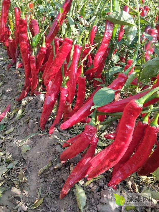 供应:万亩千金红辣椒销售