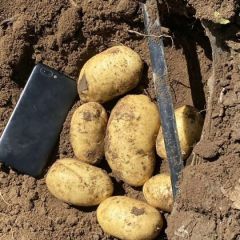 大量西森6 荷兰15