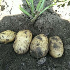 围场县出售土豆产品质量好，信誉有保障