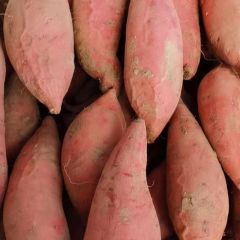 河北廊坊蜜薯产地直销