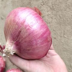 山东洋葱，肥城红皮洋葱大量供应，冷库洋葱价格不高
