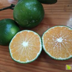 特早柑橘上市了，皮靓味甜！