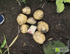 呼伦贝尔土豆9月开始大量预售 荷兰土豆，v7 土豆，尤金土豆