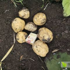 呼伦贝尔土豆9月开始大量预售 荷兰土豆,v7 土豆,尤金土豆