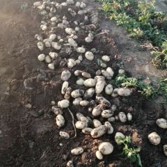 胶州胶莱优质冷库袋装，箱装土豆