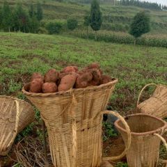 云南东川小农自家种植 传统种植的洋芋